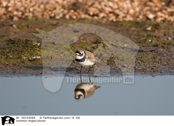Sandregenpfeifer / common ringed plover / SO-03084