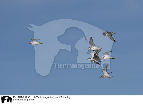 Sandregenpfeifer / great ringed plover / THA-08996