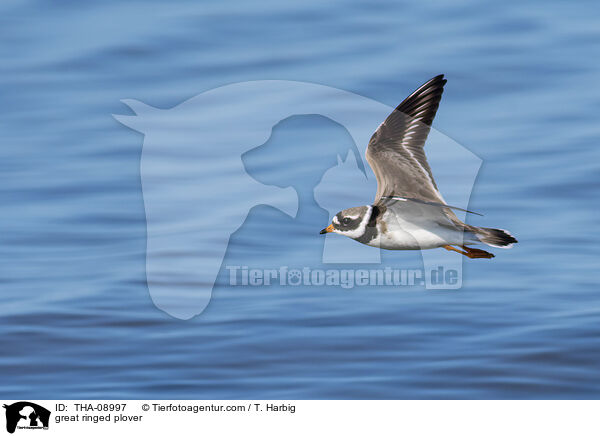 Sandregenpfeifer / great ringed plover / THA-08997
