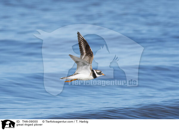 Sandregenpfeifer / great ringed plover / THA-09000