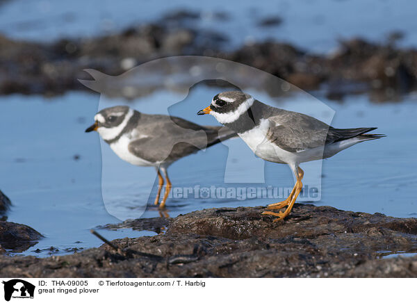 Sandregenpfeifer / great ringed plover / THA-09005