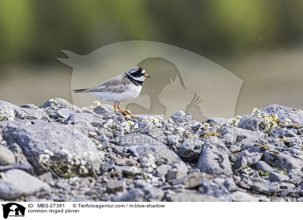 Sandregenpfeifer / common ringed plover / MBS-27381