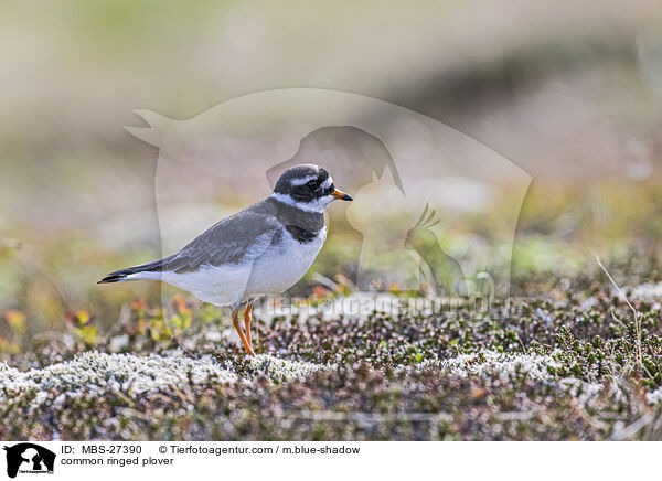 Sandregenpfeifer / common ringed plover / MBS-27390