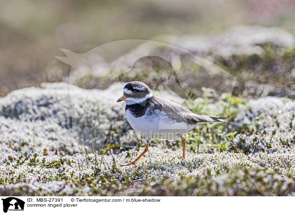 Sandregenpfeifer / common ringed plover / MBS-27391