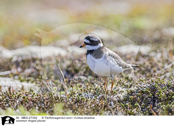 Sandregenpfeifer / common ringed plover / MBS-27392