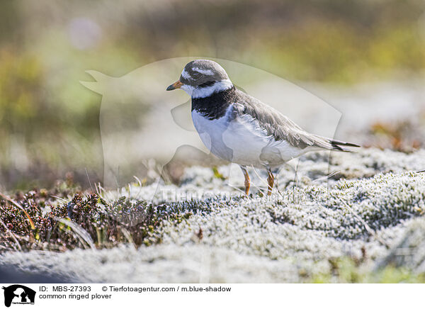 Sandregenpfeifer / common ringed plover / MBS-27393