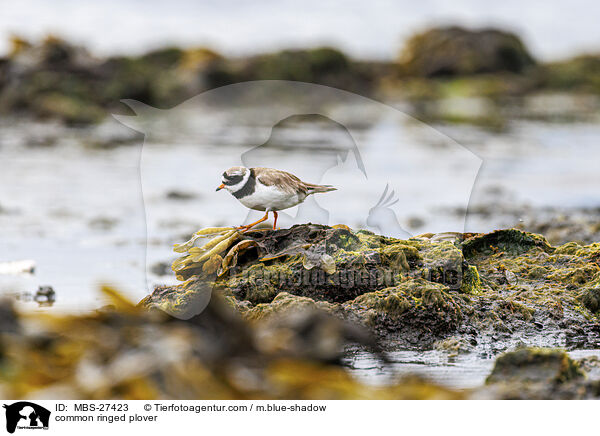 Sandregenpfeifer / common ringed plover / MBS-27423