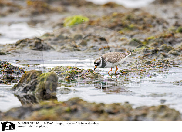 Sandregenpfeifer / common ringed plover / MBS-27426