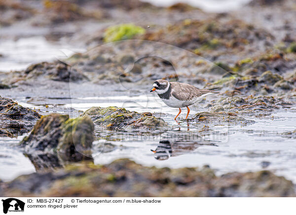 Sandregenpfeifer / common ringed plover / MBS-27427