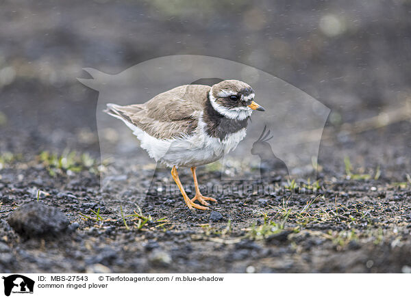 Sandregenpfeifer / common ringed plover / MBS-27543