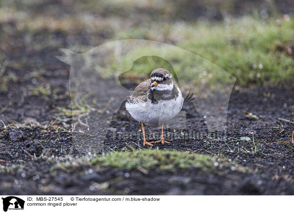 Sandregenpfeifer / common ringed plover / MBS-27545
