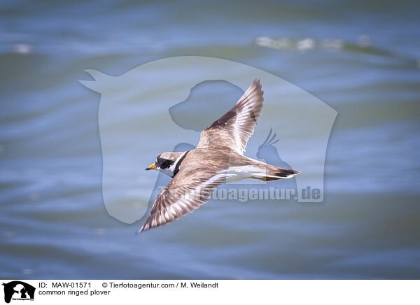 Sandregenpfeifer / common ringed plover / MAW-01571