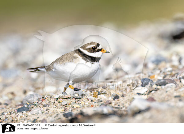 common ringed plover / MAW-01581
