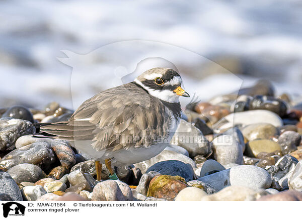 common ringed plover / MAW-01584