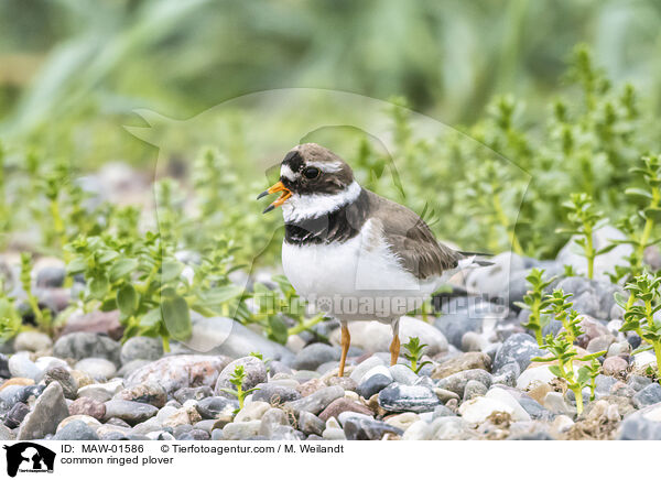 common ringed plover / MAW-01586