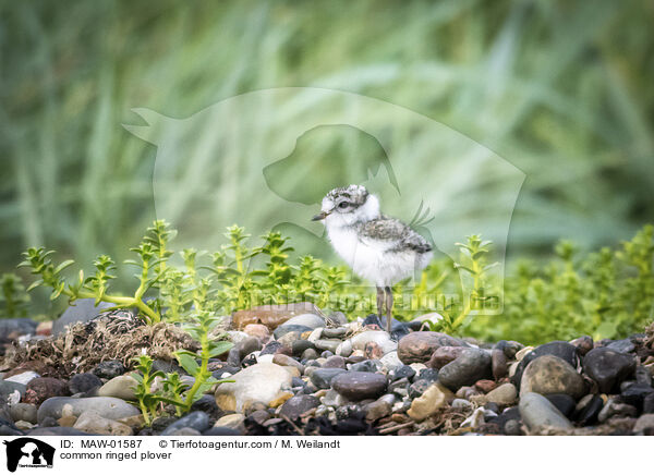 Sandregenpfeifer / common ringed plover / MAW-01587