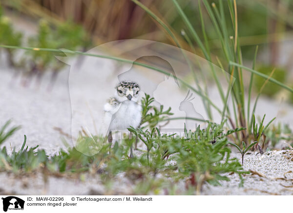 Sandregenpfeifer / common ringed plover / MAW-02296