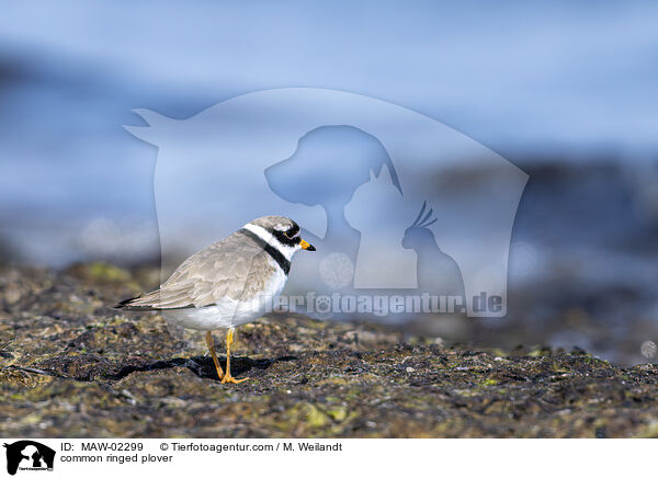 Sandregenpfeifer / common ringed plover / MAW-02299