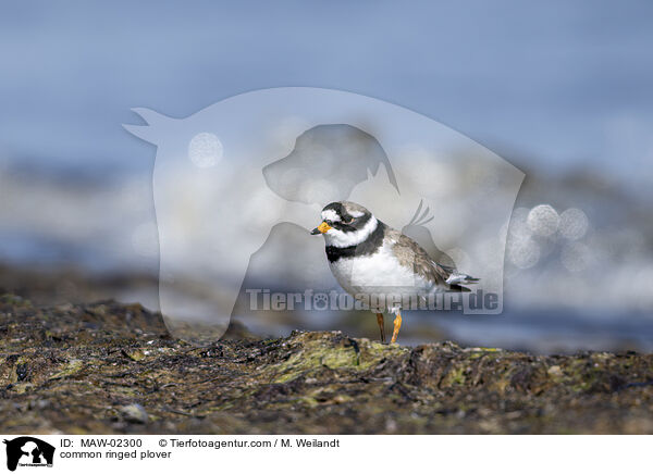 Sandregenpfeifer / common ringed plover / MAW-02300