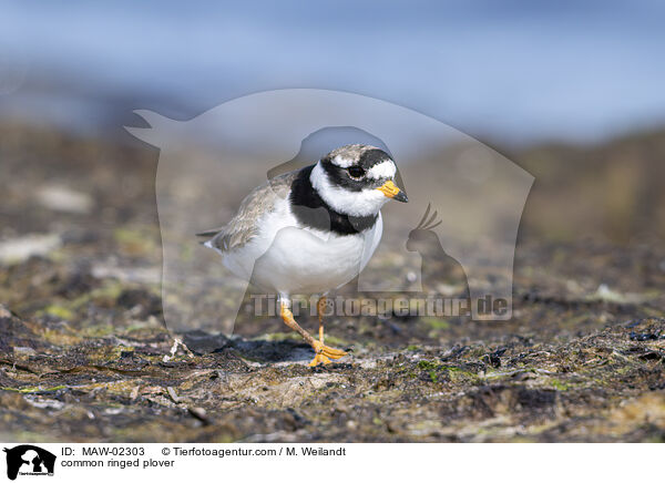 Sandregenpfeifer / common ringed plover / MAW-02303
