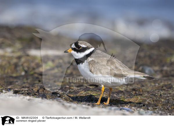 Sandregenpfeifer / common ringed plover / MAW-02304