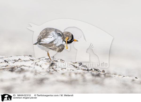 common ringed plover / MAW-02310