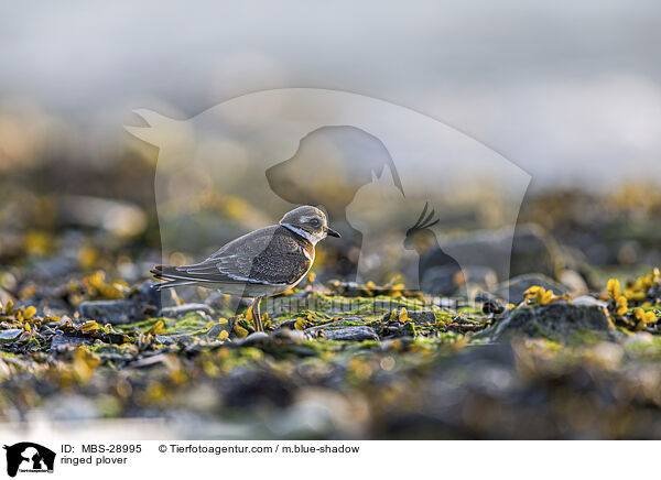 Sandregenpfeifer / ringed plover / MBS-28995