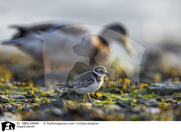 Sandregenpfeifer / ringed plover / MBS-28996
