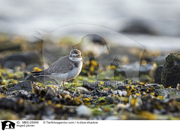 Sandregenpfeifer / ringed plover / MBS-28998