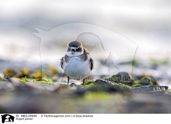 Sandregenpfeifer / ringed plover / MBS-28999
