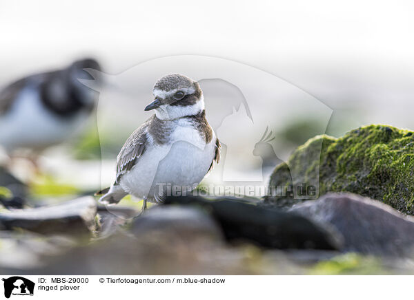 Sandregenpfeifer / ringed plover / MBS-29000