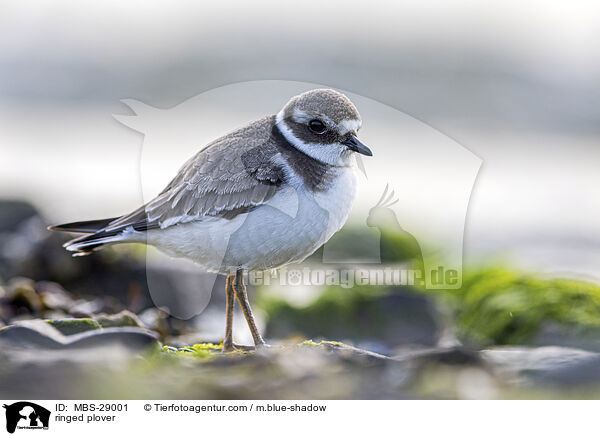 Sandregenpfeifer / ringed plover / MBS-29001
