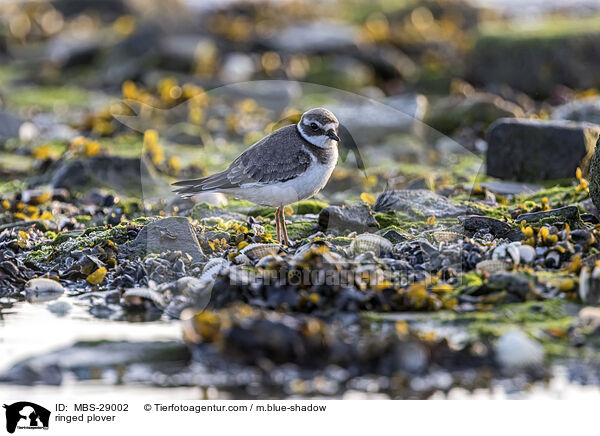 Sandregenpfeifer / ringed plover / MBS-29002