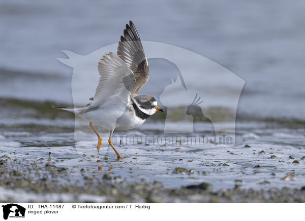 Sandregenpfeifer / ringed plover / THA-11487