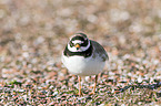 common ringed plover