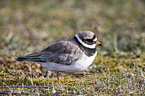 common ringed plover