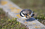 common ringed plover