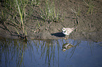 ringed plover