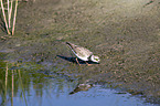 ringed plover