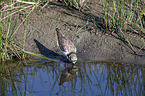 ringed plover