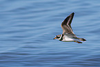 great ringed plover