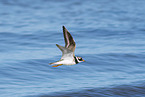 great ringed plover