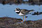great ringed plover