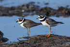 great ringed plover