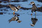 great ringed plover