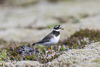 common ringed plover