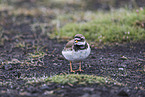 common ringed plover