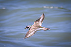 common ringed plover