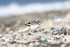 common ringed plover