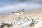 common ringed plover
